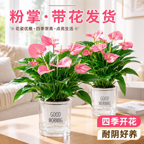 老桩壮苗大花大叶粉掌植物盆栽