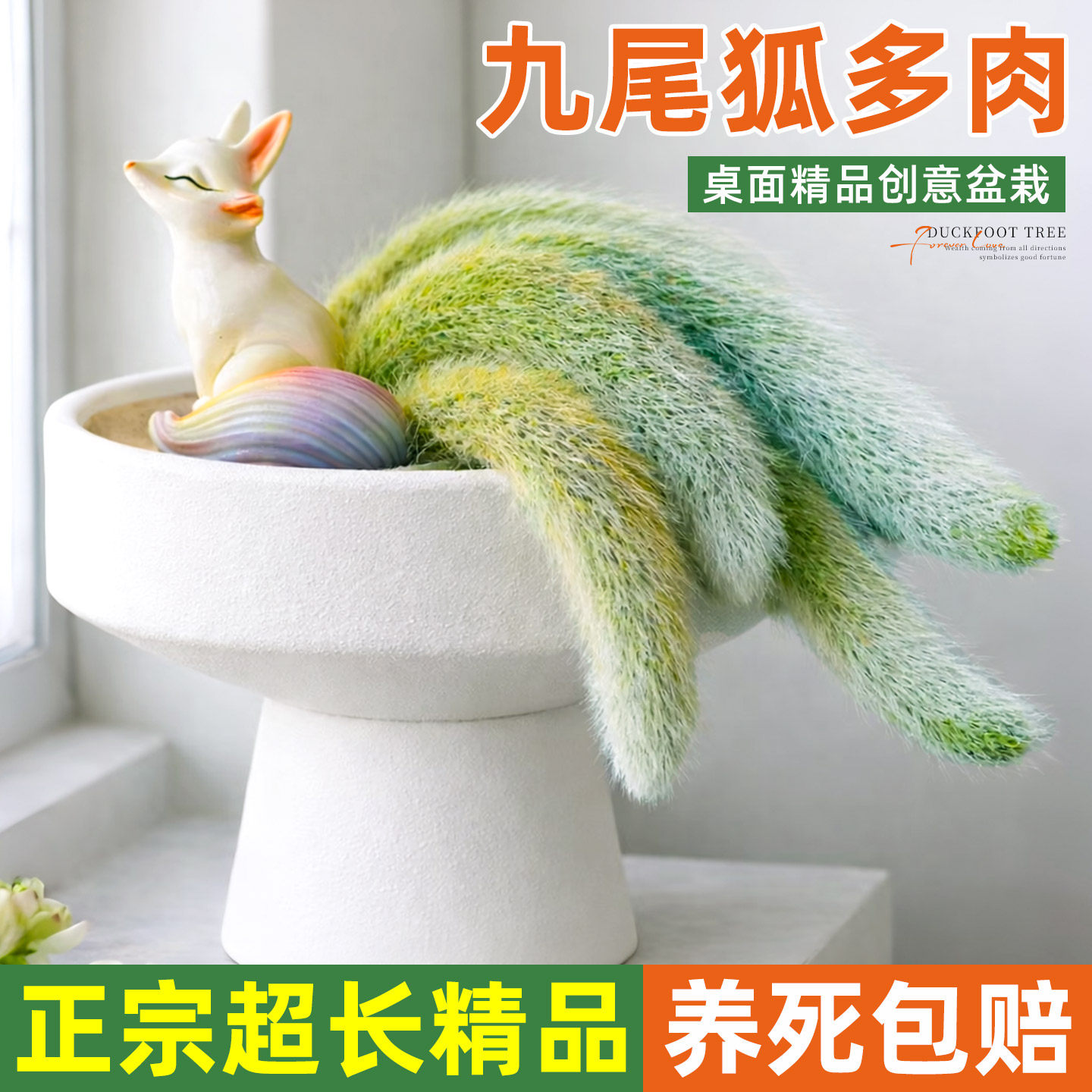 九尾狐多肉植物盆栽办公室绿植室内开花仙人掌仙人球长毛软猴尾巴