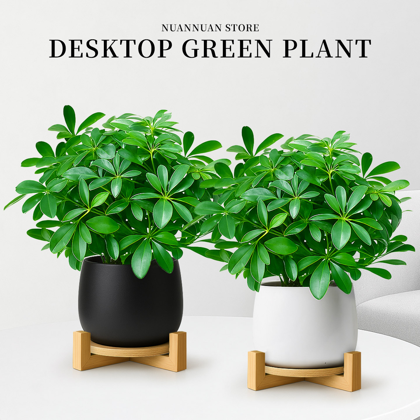 室内耐阴招财鸭脚木四季常绿清新