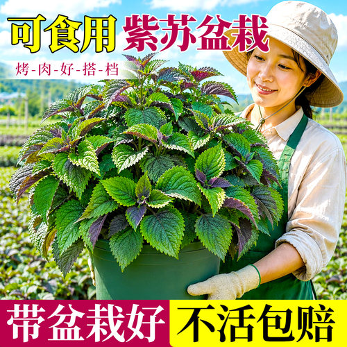 大叶双色紫苏叶现采现摘超新鲜