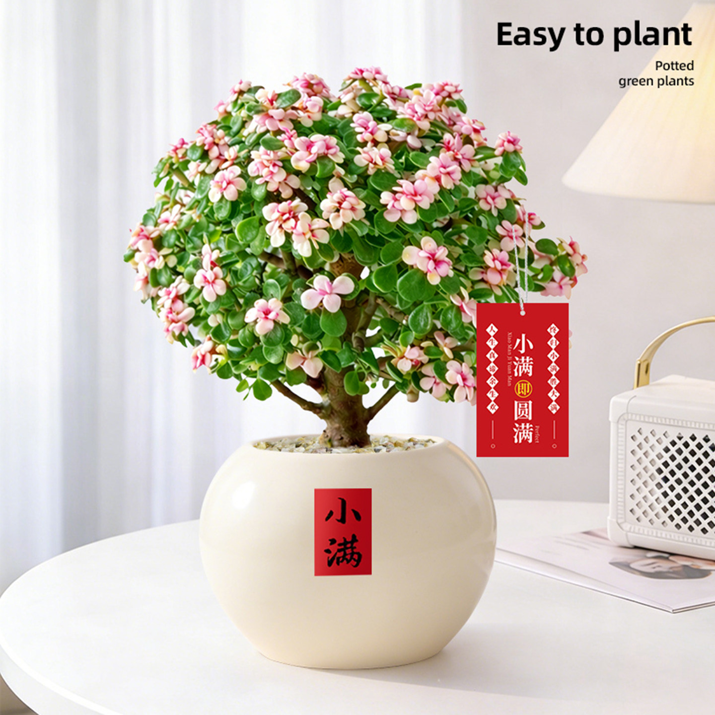 金枝玉叶老桩多肉植物室内小盆栽大颗好养新手花卉办公室桌面绿植,鲜花速递/花卉仿真/绿植园艺,多肉植物,淘宝优惠券,粉丝福利购,淘宝优惠卷