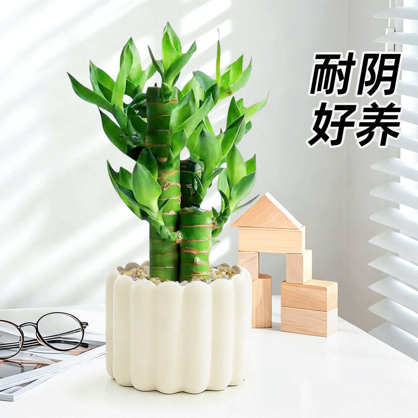 富贵竹盆栽节节高文昌竹子步步高植物室内客厅办公室绿植桌面好养
