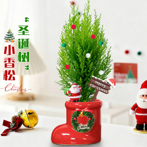 圣诞绿植好看好养好玩