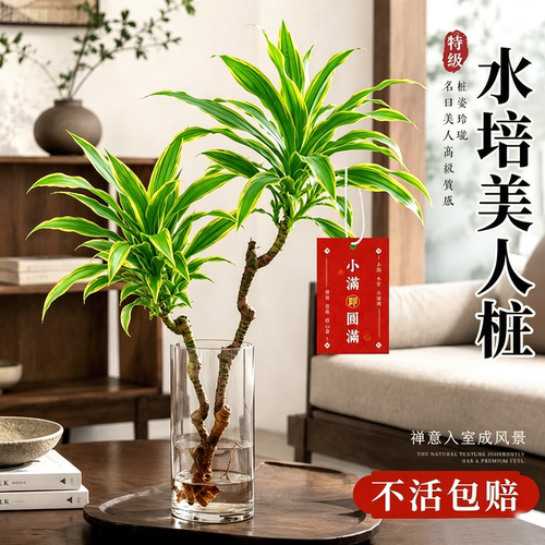 绝美金边美人桩水培植物盆景