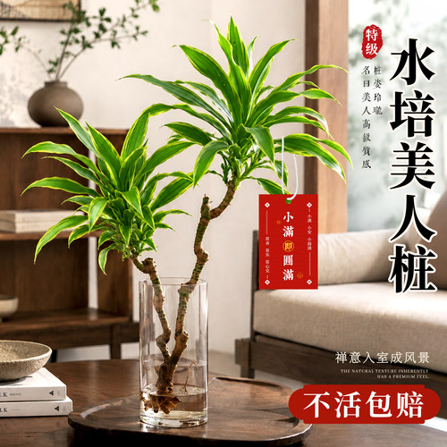 绝美金边美人桩水培植物盆景