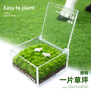 一片草坪苔藓微景观桌面懒人绿植盒子创意桌搭简单好养打工人礼物