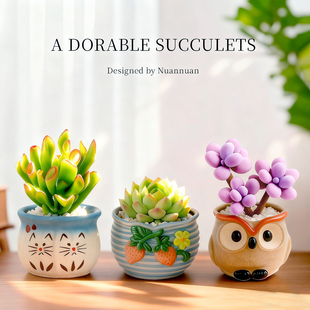 多肉植物室内小盆栽办公室桌面仙人球绿植花稀罕幼儿园仙人掌礼物