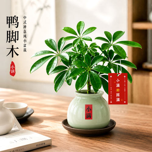 新中式鸭脚木，四季常青好养绿植