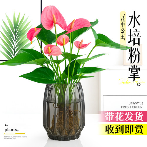 高颜值水培花叶共赏四季青