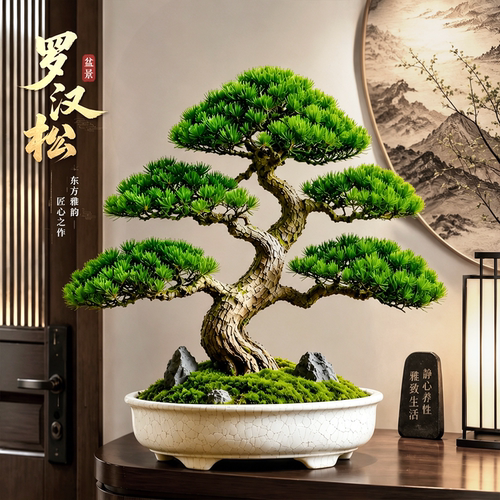 家养桌面绿植罗汉松富贵代代传