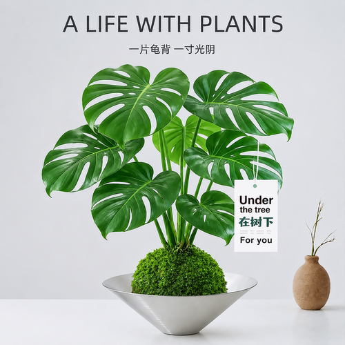四季常青|龟背竹苔藓球水培植物