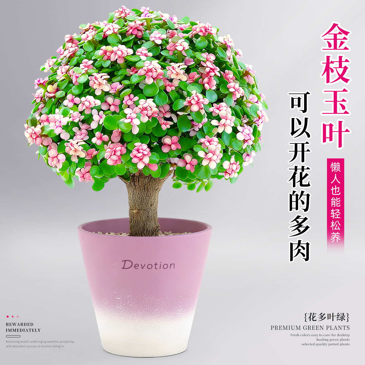 招财旺宅∣金枝玉叶多肉老桩