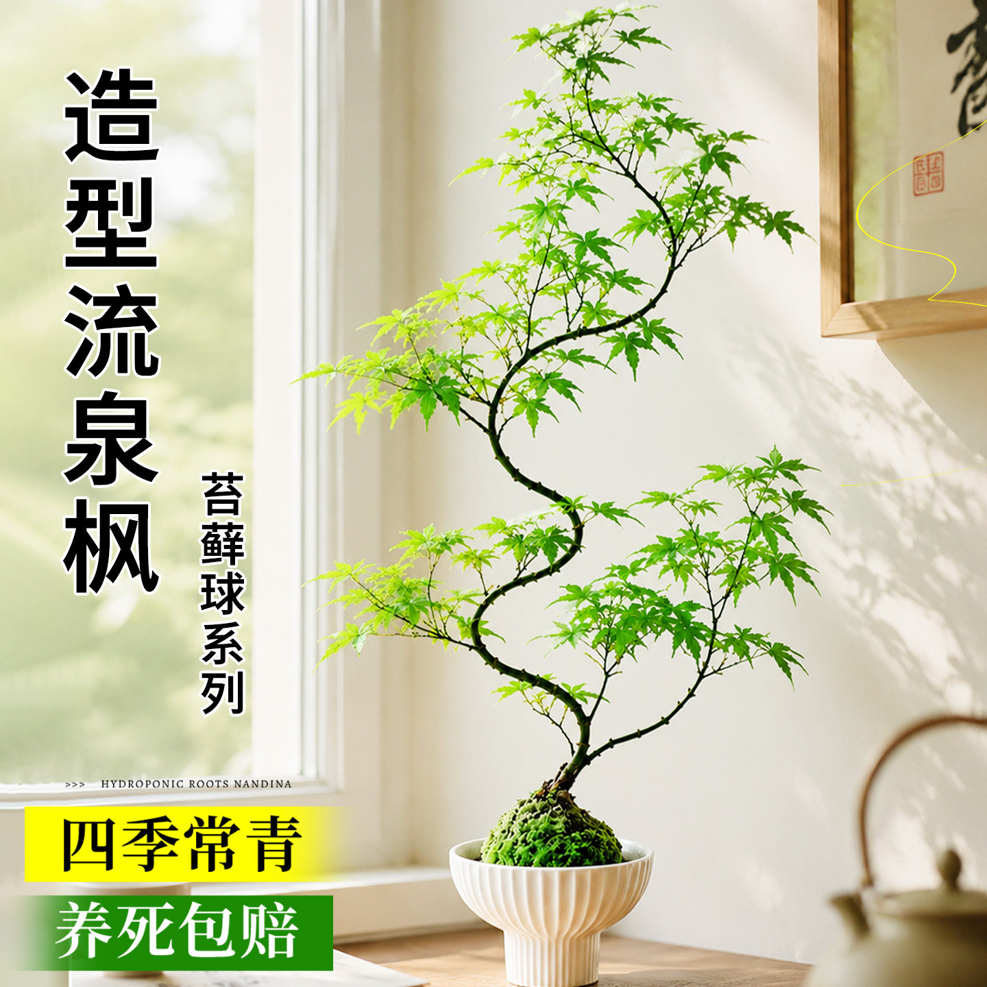 流泉枫苔藓球水培盆景禅意造型室内茶室书房懒人好养易活观叶绿植