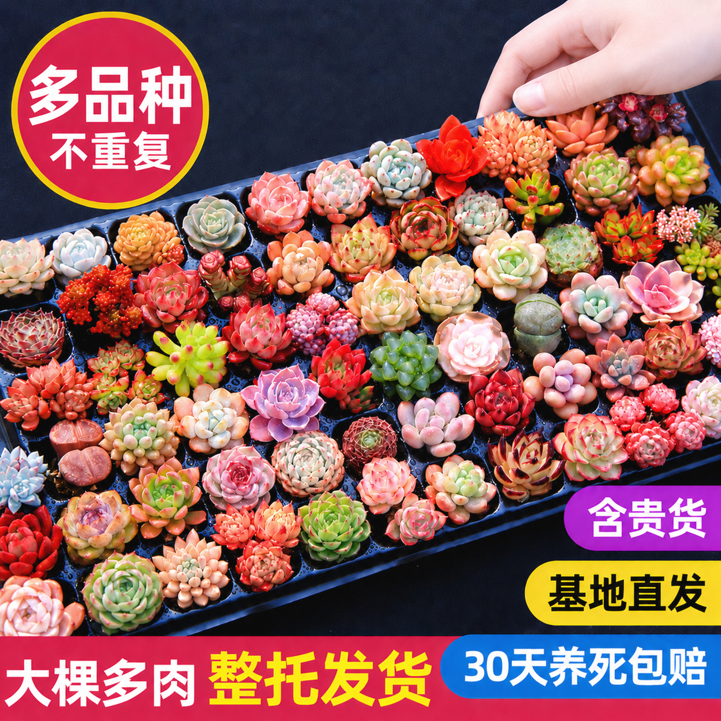 多肉植物组合小盆栽室内带盆带桩大颗好养活多品种绿植花卉营养土