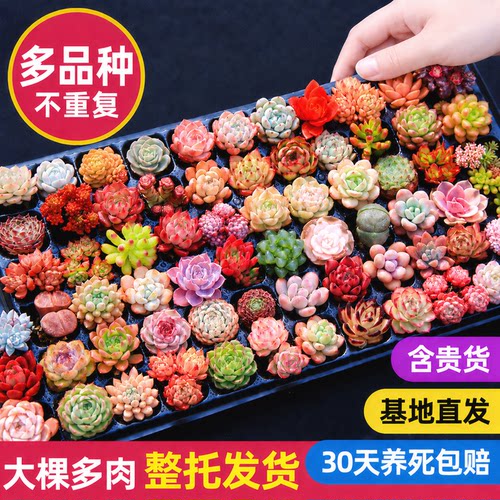 品种超多不重样！多肉穴盘组合
