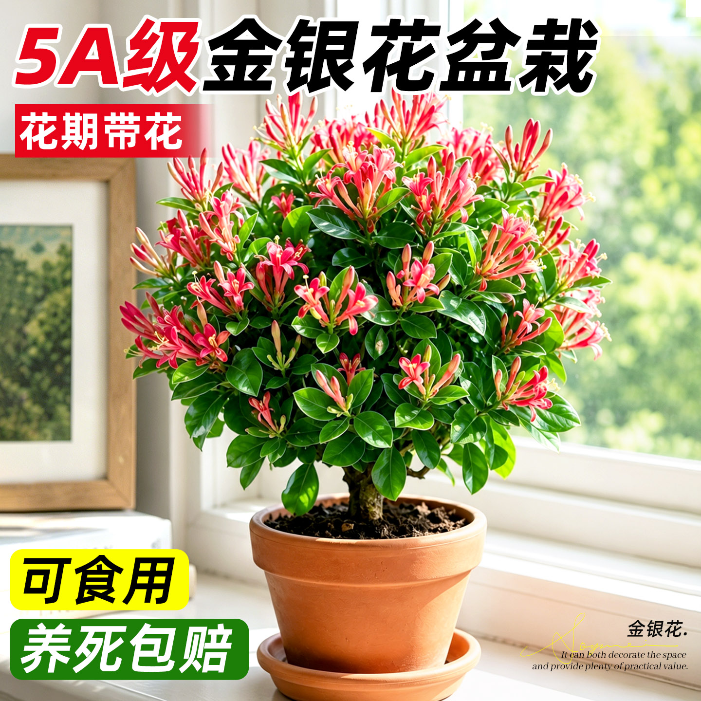 金银花盆栽红黄树苗老桩花苞卉绿植物爬藤室内外阳台庭院四季开花