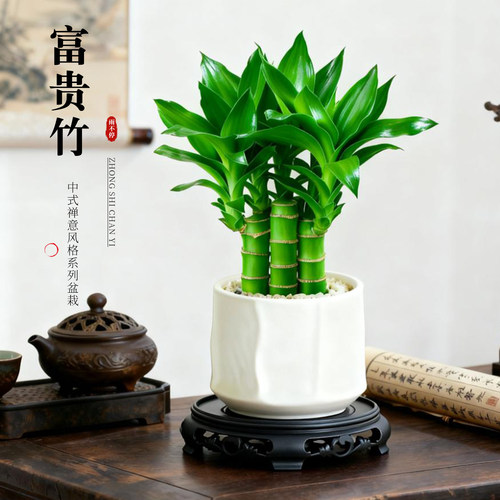 富贵竹盆栽室内招财旺宅盆景办公室内桌面绿植摆件文昌竹中式禅意