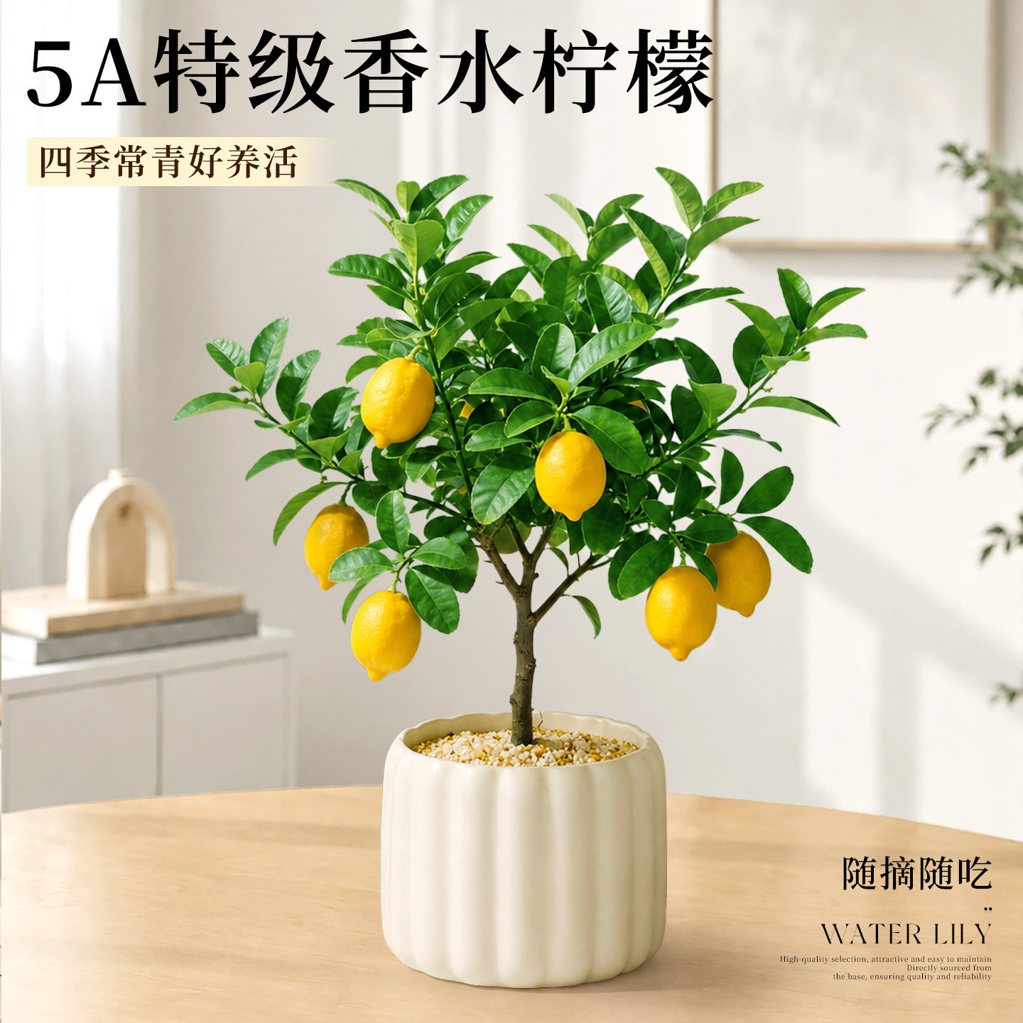 香水柠檬树苗盆栽室内阳台四季结果可食用清香柠檬树带果发货绿植