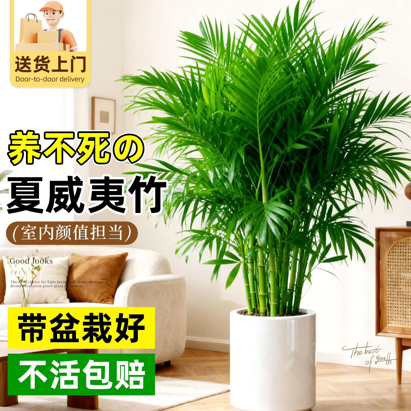 夏威夷竹盆栽大型大号绿植散尾葵富贵椰子植物花卉办公室客厅盆景,鲜花速递/花卉仿真/绿植园艺,大型绿植/成品组合盆栽,淘宝优惠券,粉丝福利购,淘宝优惠卷