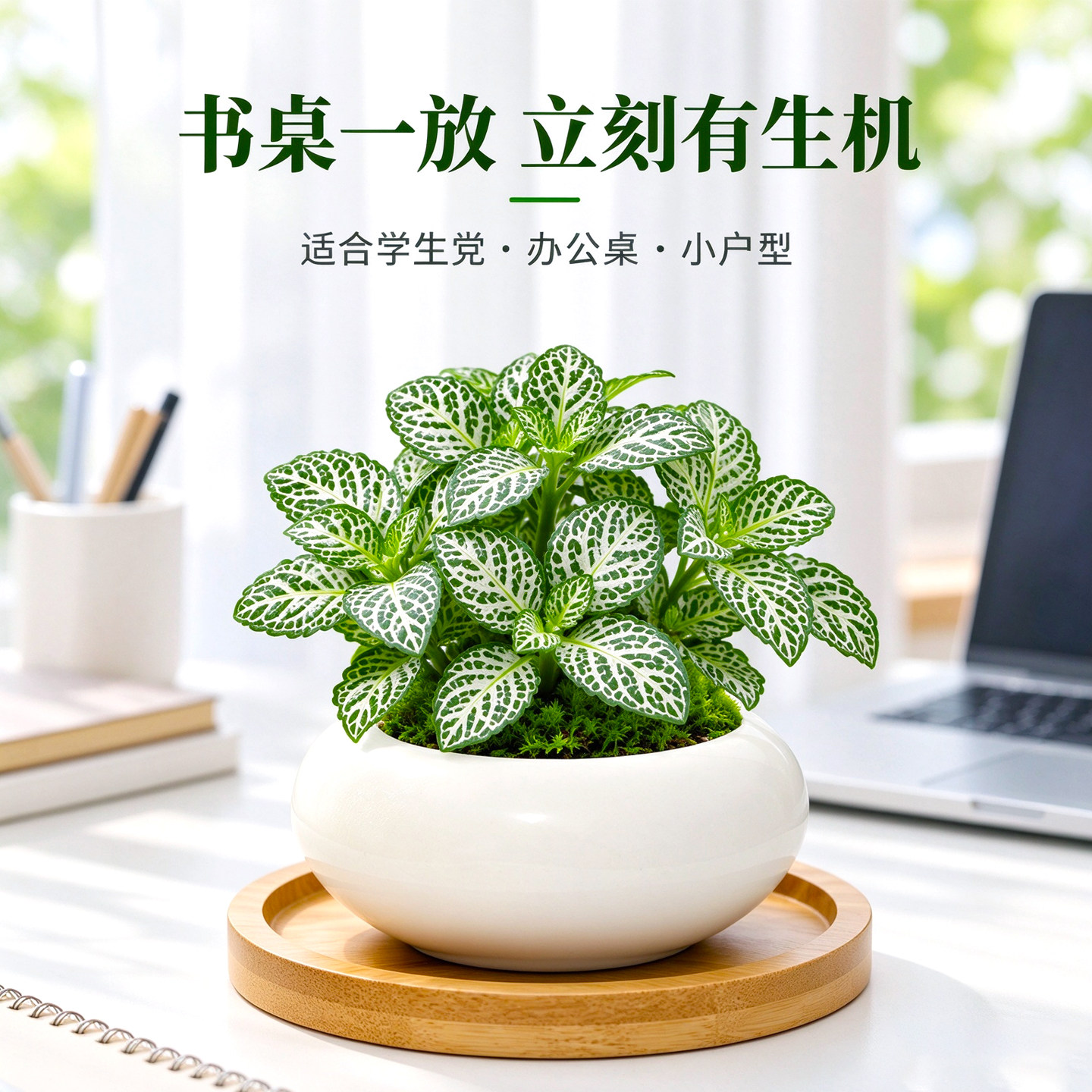 迷你网纹草小盆栽小苗高端精致室内桌面苔藓微景观绿植物四季耐阴