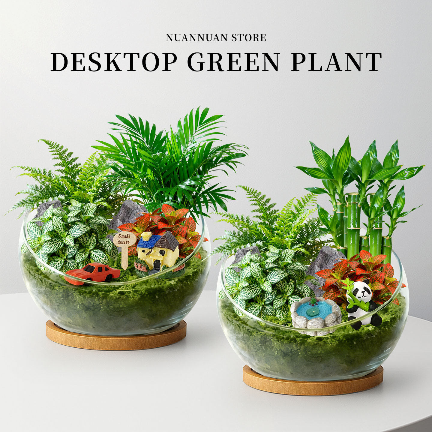 创意苔藓微景观绿植diy盆栽生态盆景植物幼儿园办公室内摆件团建