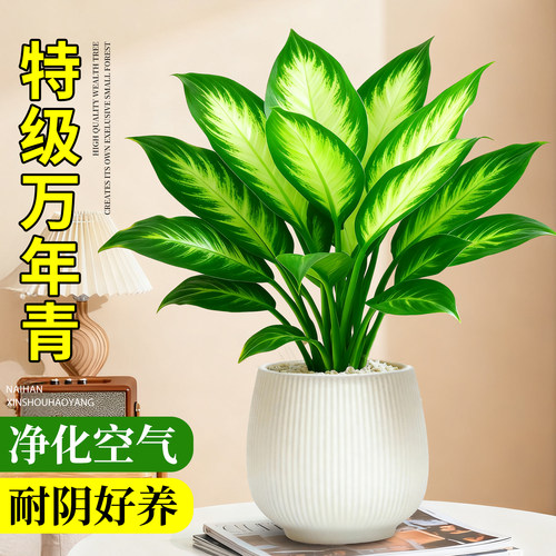 万年青客厅办公室内桌面工位绿植摆件净化空气四季常青好养活植物