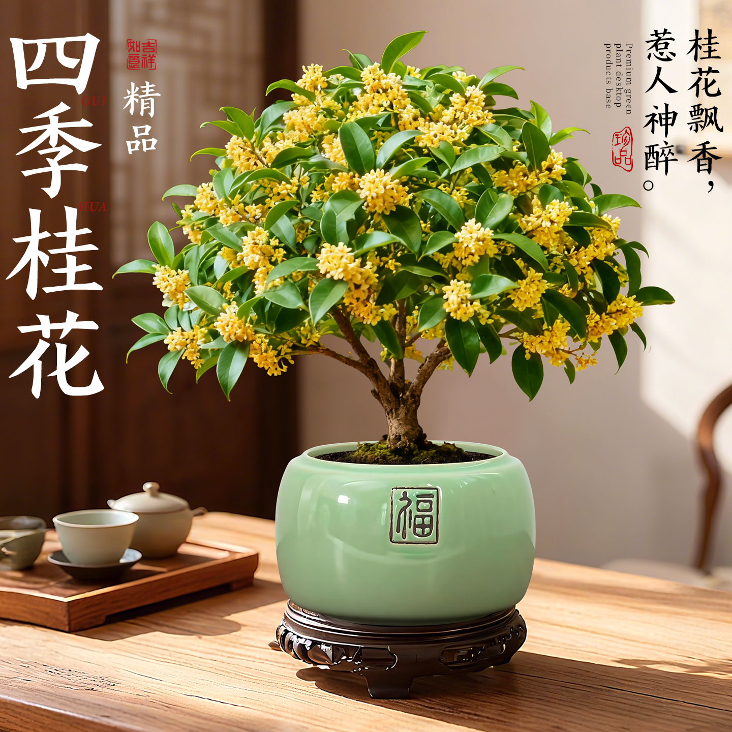 团圆佳节|桂花室内盆栽老桩好养