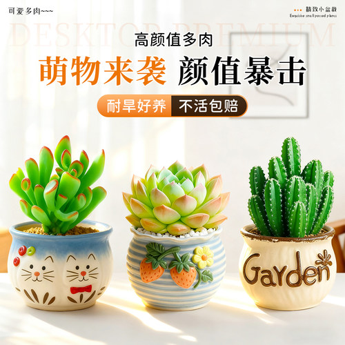 多肉仙人掌好养多款可爱盆栽可选