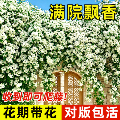 清新淡雅七里香爬藤超快