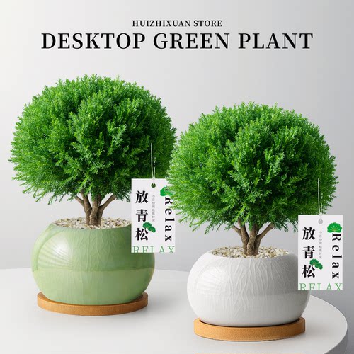 超级好养活的绿植！放青松小盆栽