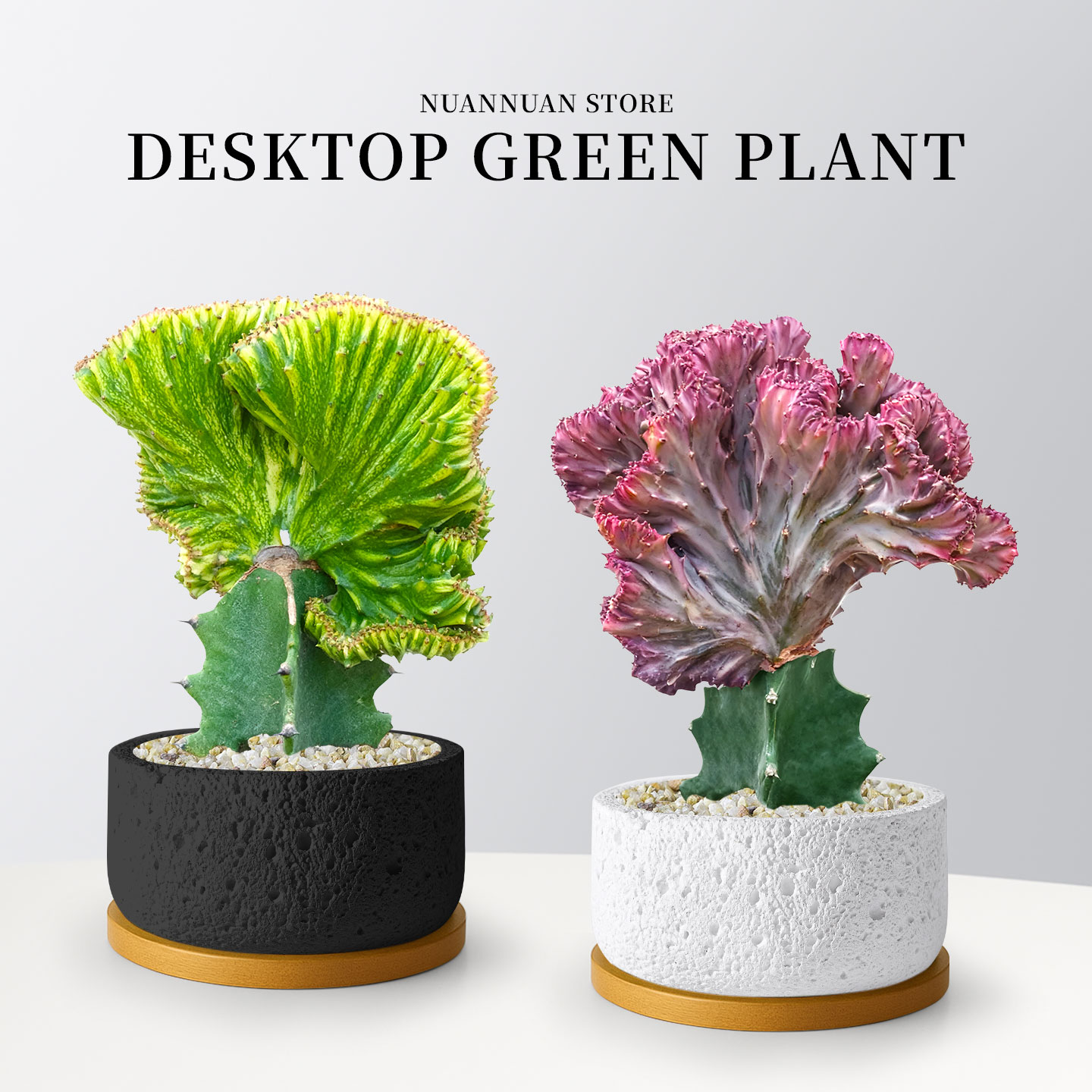 招财旺宅|彩玉麒麟仙人掌球盆栽