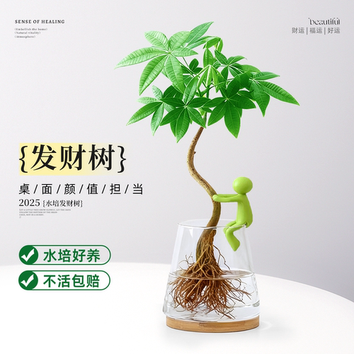 好特别的可爱小发财树！