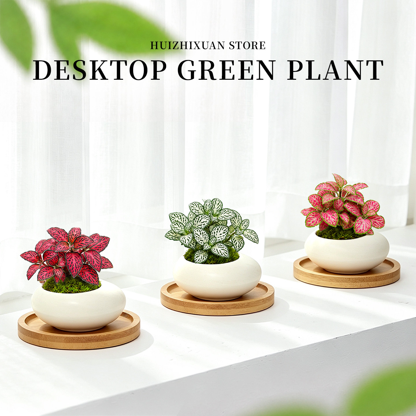 网纹草盆栽小苗绿植物办公室内桌面装饰摆件迷你微景观耐阴好养活