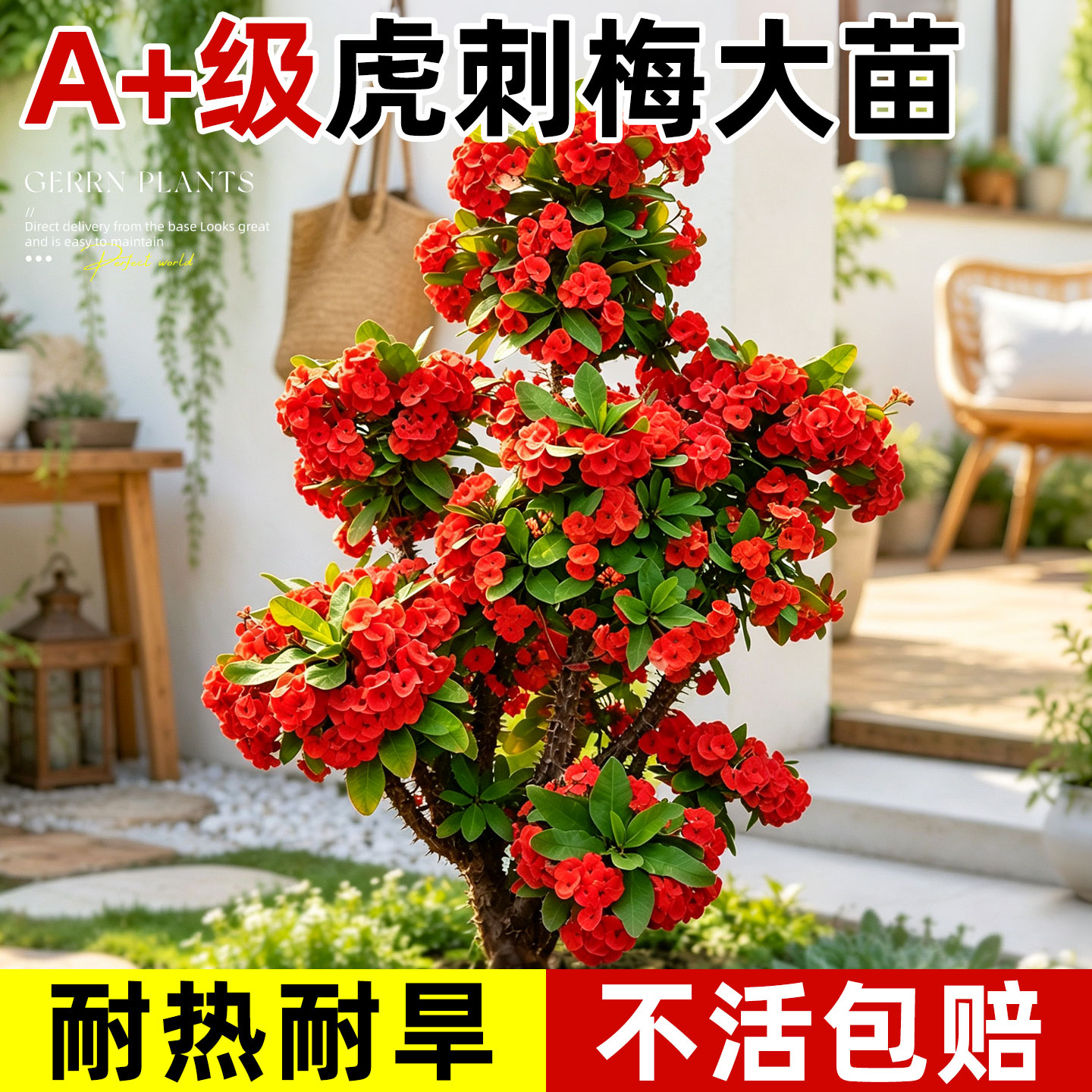 铁海棠虎刺梅盆栽室内外阳台庭院绿植物花卉四季鲜花开花耐寒好养