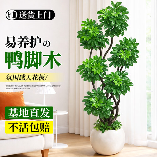 四季常青懒人也好养的造型鸭脚木