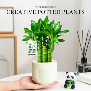 富贵竹小盆栽室内客厅办公室桌面绿植花卉懒人好养招财文昌竹盆景