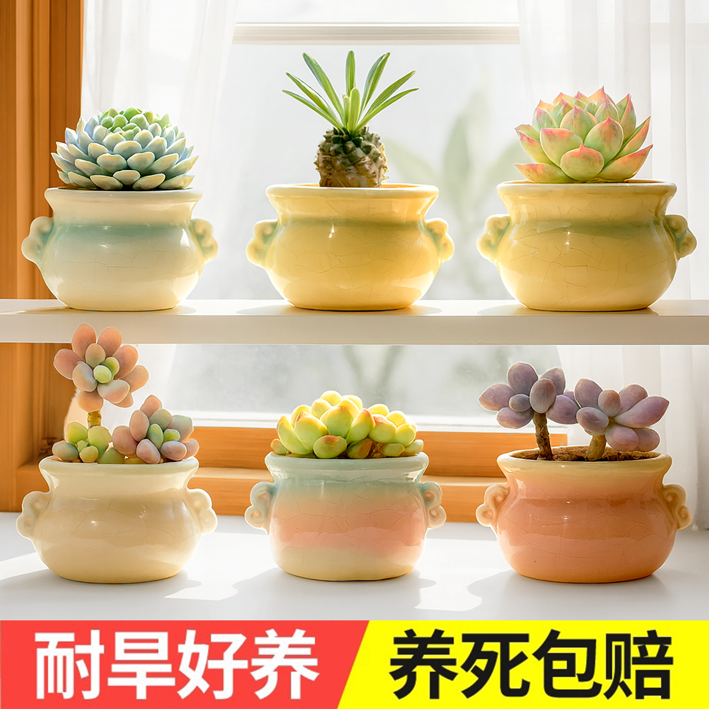 多肉迷你精品四季新手好养小盆栽