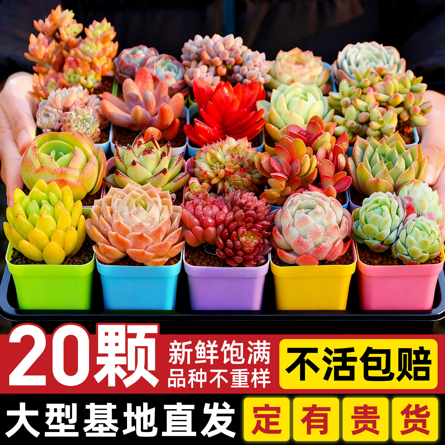 多肉植物组合小盆栽绿植花卉玉露室内办公桌面幼儿园带盆包邮送土