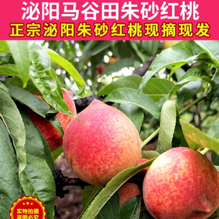 【普通快递】正宗河南泌阳马谷田朱砂红桃小紫英桃离核新鲜采摘