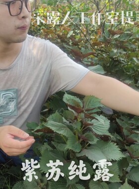 紫苏纯露CLR/采露人补水