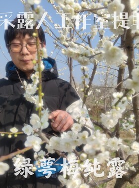 绿萼纯露CLR/采露人梅花