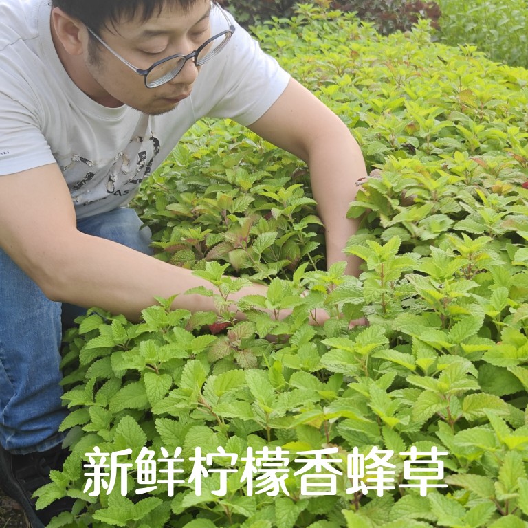 新鲜柠檬香蜂草枝条叶子 不打药人工除草 提取香蜂草纯露花材专用