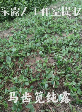 人马纯露CLR/采露人修复