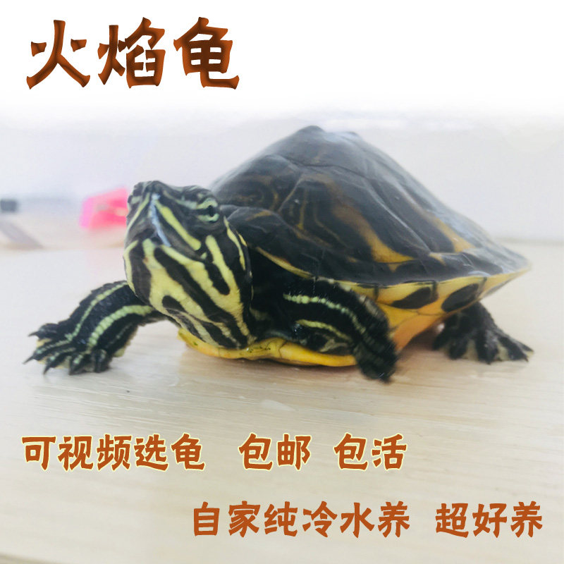 小翅膀宽纹火焰龟碌冷水养殖精品火焰龟苗红腹观赏宠物活体素食
