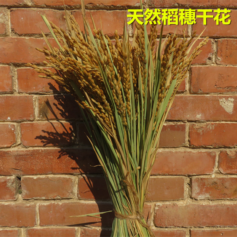装饰稻穗纯天然干花摄影道具