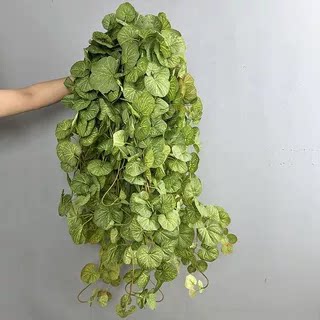 壁挂仿真绿植含洞洞彩芋海棠装饰