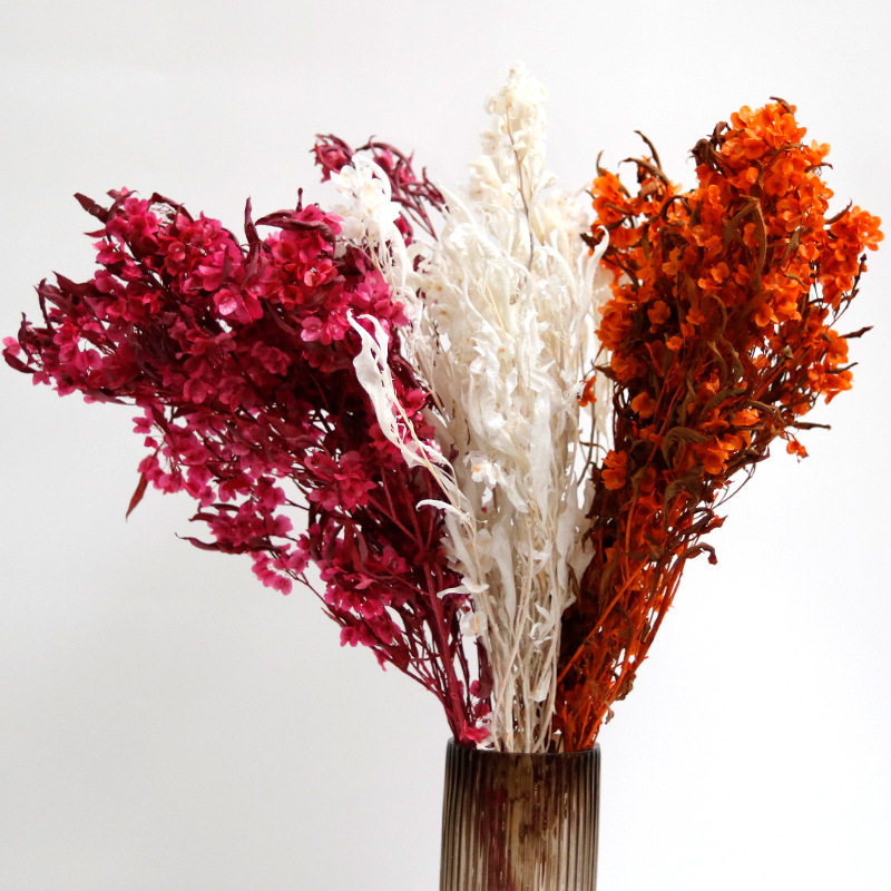 蝴蝶花永生花迎客豆干花红色材料花材天然漂色真花装饰配花配材
