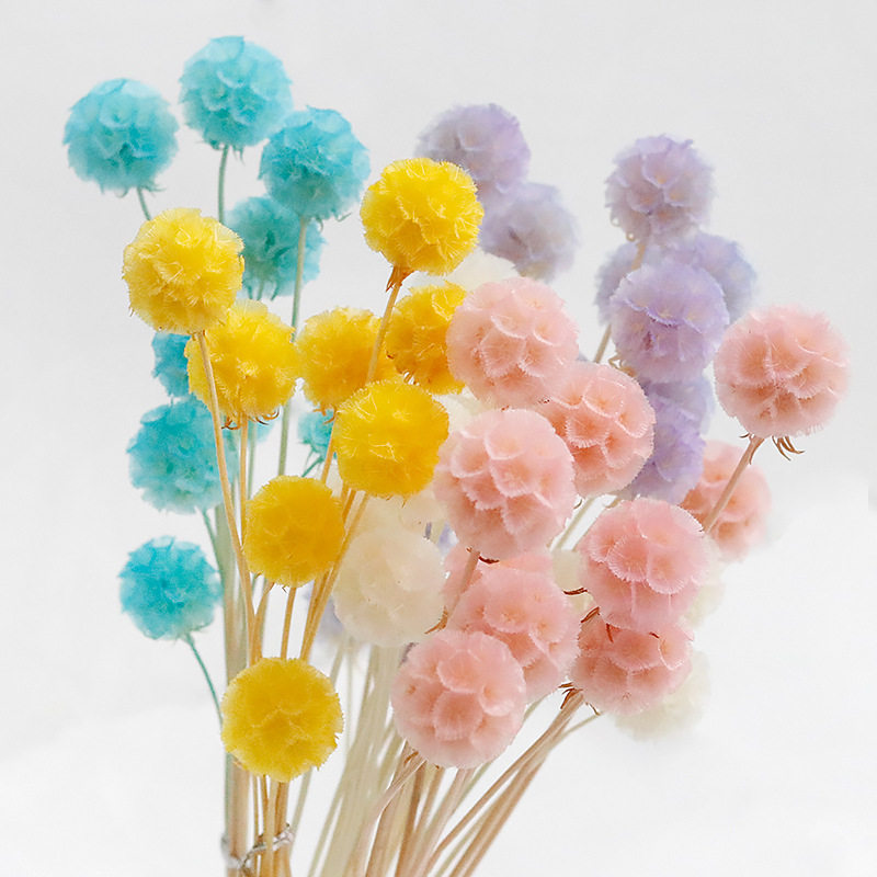 单头风车果干花绿色永生花材料装饰花材配花用的真花圆形松虫果