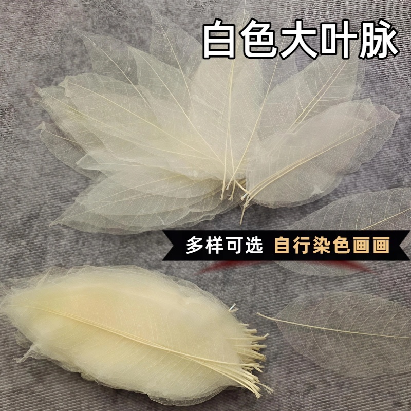 天然玉兰叶脉DIY永生花礼盒配网状树叶玉兰叶子学生书签叶脉绘画