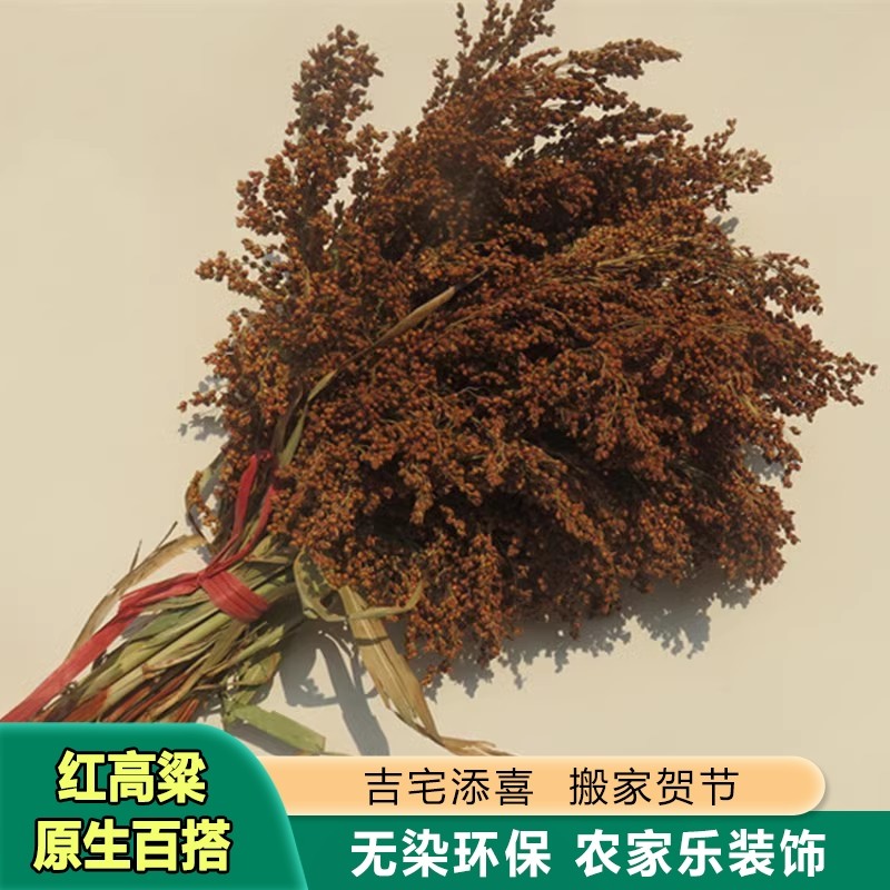 红高粱穗干花装饰带壳高粱米农家乐农作物挂件丰收节道具五谷丰登